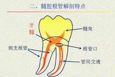 根管口名词解释