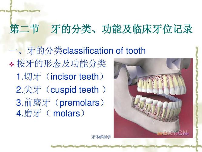 口腔桥体截面形态图片