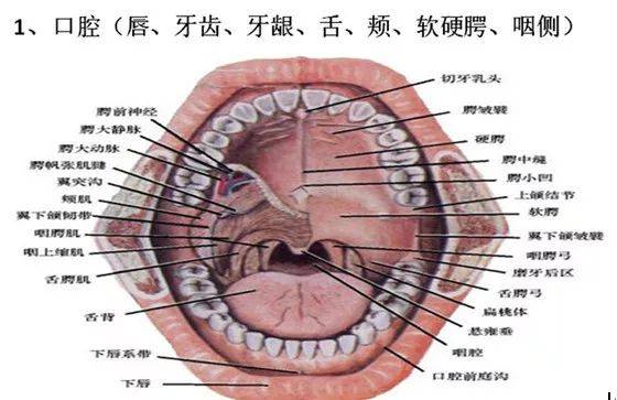 口腔桥体截面形态图片